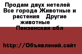 Продам двух нетелей - Все города Животные и растения » Другие животные   . Пензенская обл.